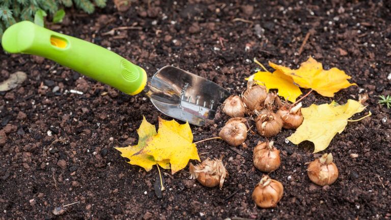 Planting bulbs