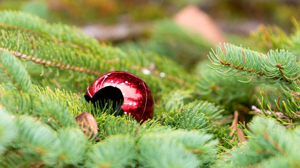 A broken Christmas ornament on top of Christmas tree leaves.