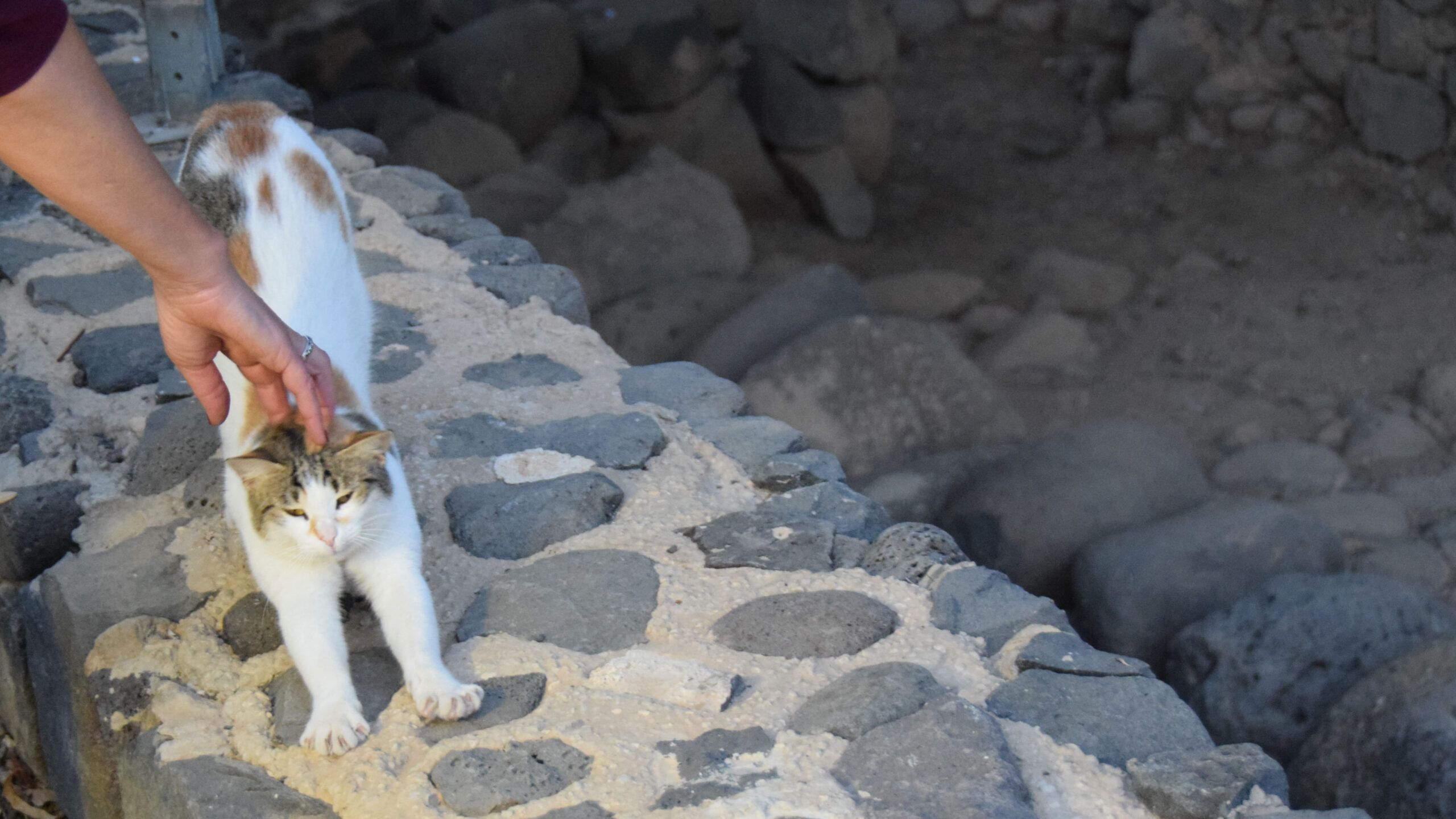 Capernaum Cat, photo credit: Brooke Obie