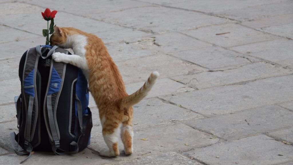 Stray cat in Ein Karem, the birthplace of John the Baptist, Photo Credit: Brooke Obie