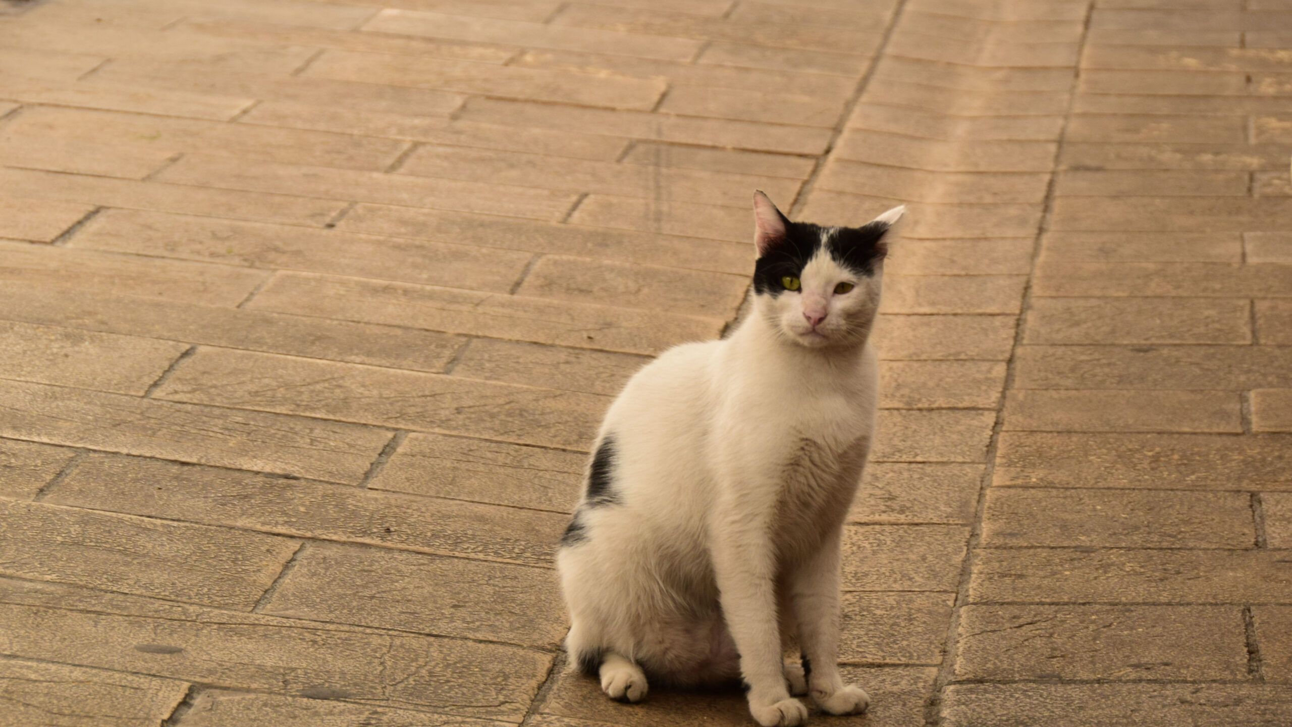 White Market Acre Cat, photo credit: Brooke Obie