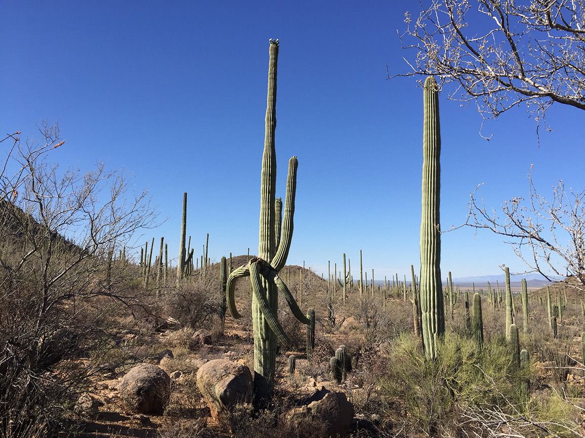 The giant cacti give southern Arizona's Saguaro National Park its name.