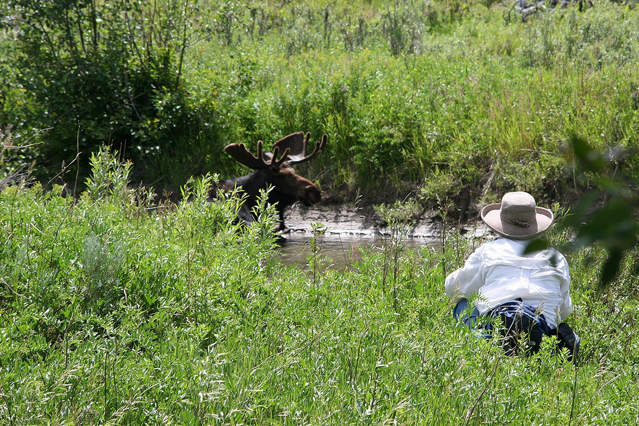 Jo-Anne experiences a close (but not too close) encounter with a moose at Montana's Glacier National Park.