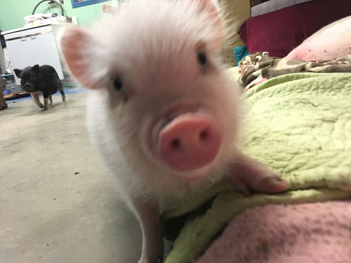 The piglets also love chewing on shoelaces.