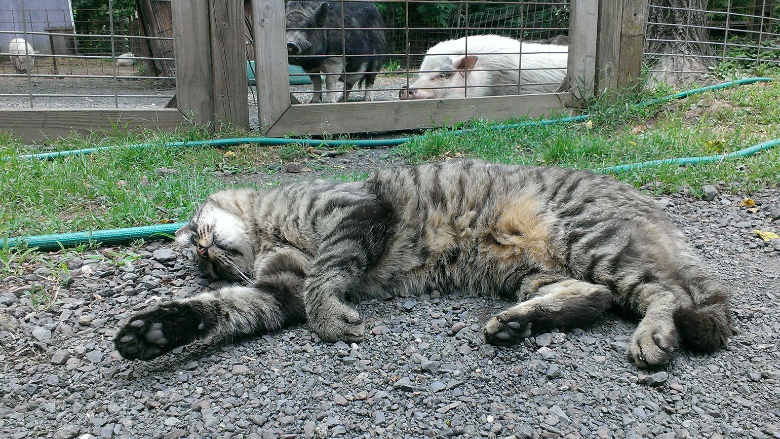 Dogs and cats also roam freely on the farm. All the animals get along nicely.