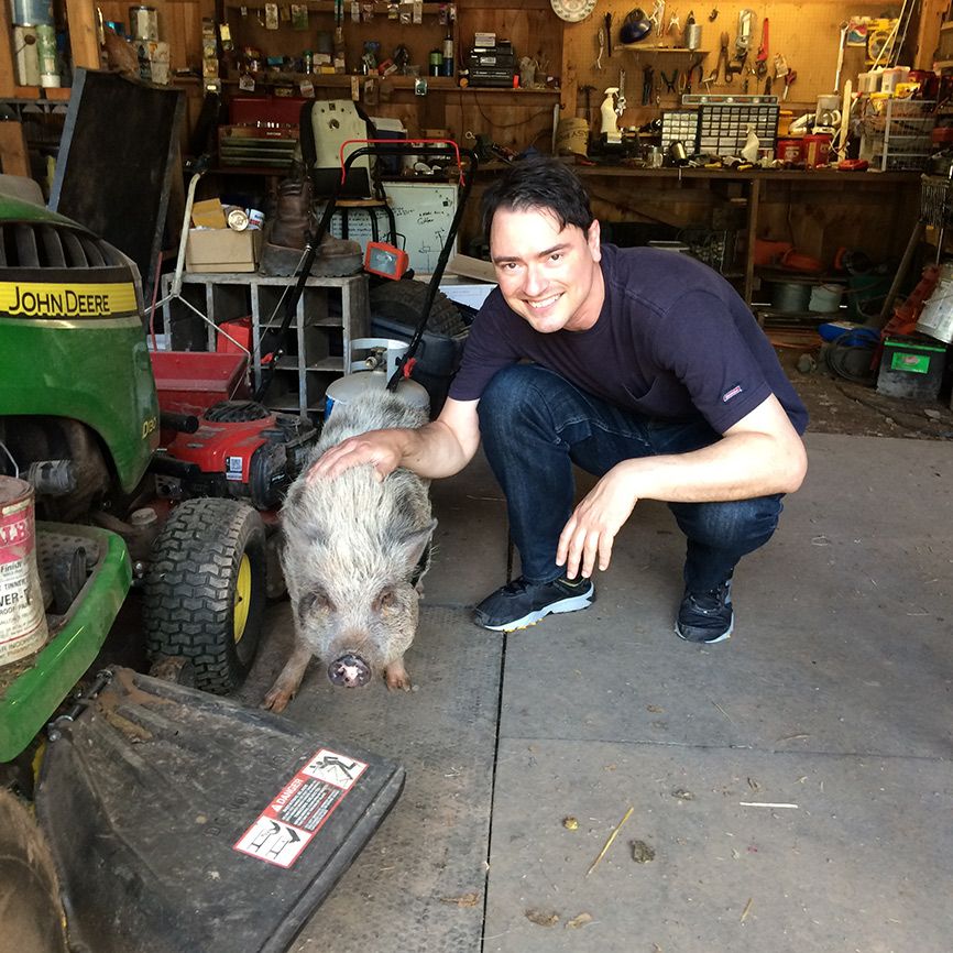 The pigs are allowed to go anywhere—the barn, the shed, and even the owner’s house.