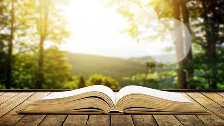 The Bible opened on a sun lit ledge in a forest.