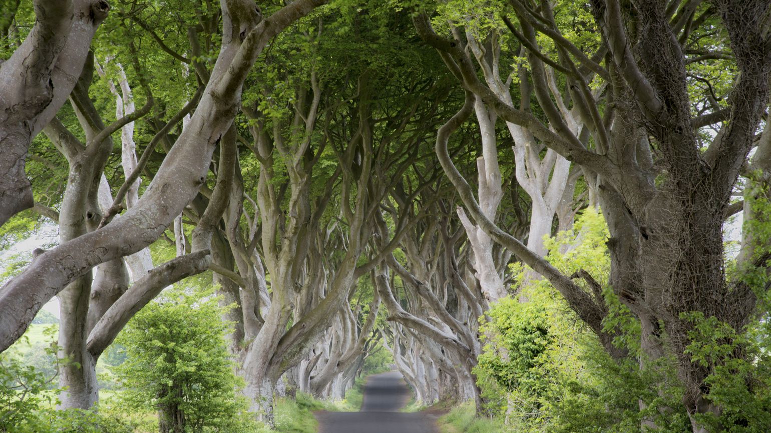 The Dark Hedges at sunrise - Northen Ireland