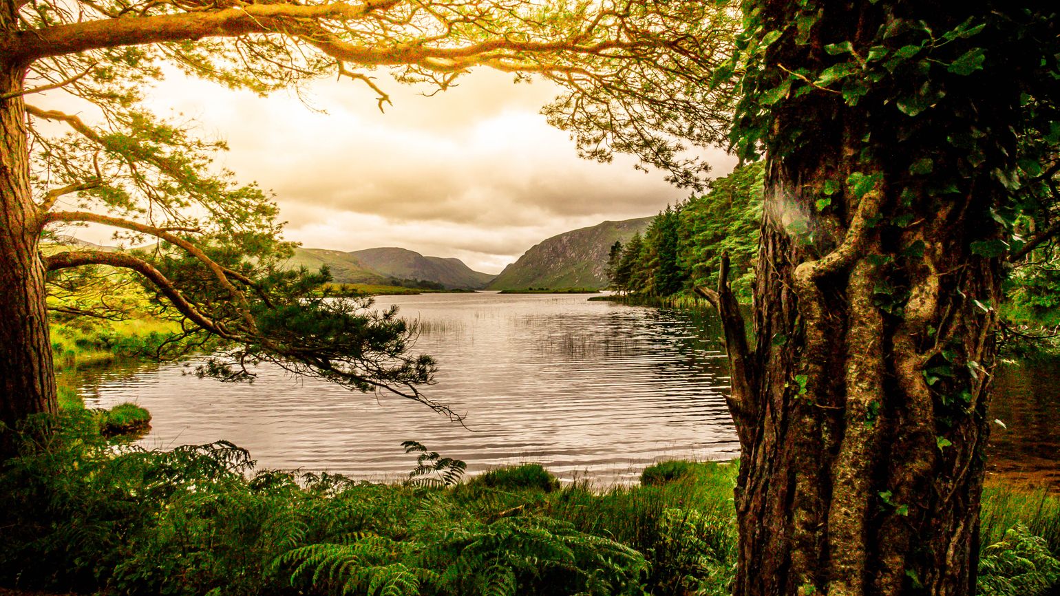 Tranquil Scene from Killarney National Park, Ireland