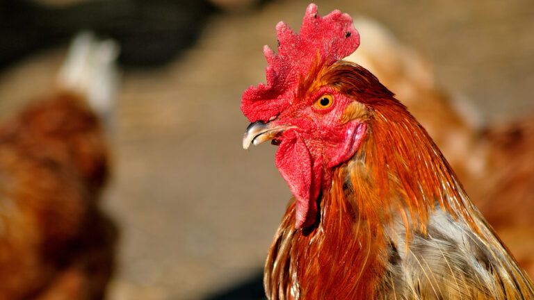 Abraham, a Rooster to Remember