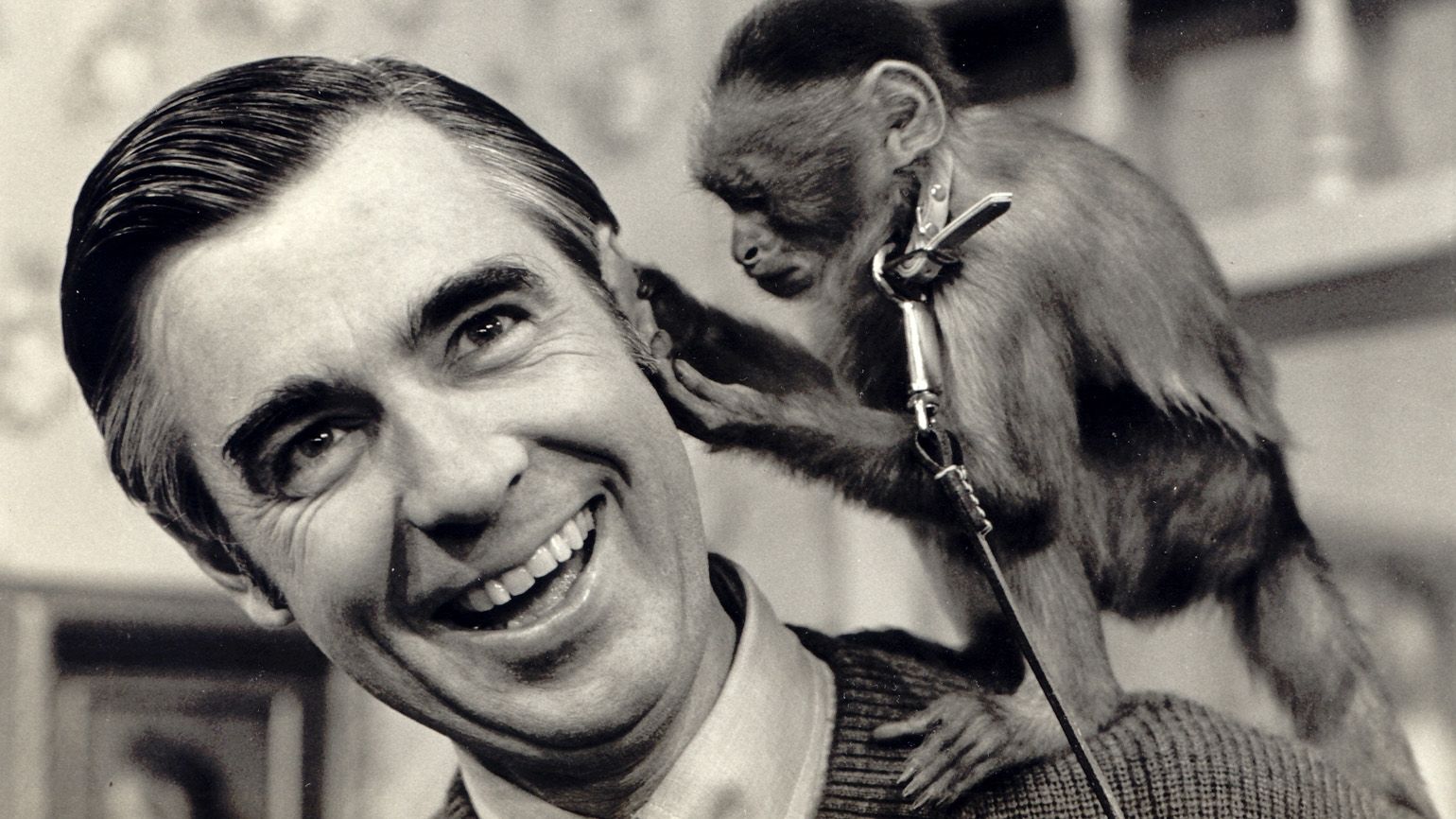 A black and white photo of Fred Rogers with a small and playful monkey perched on his shoulder