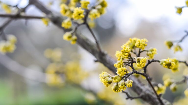 Spring buds on a tree