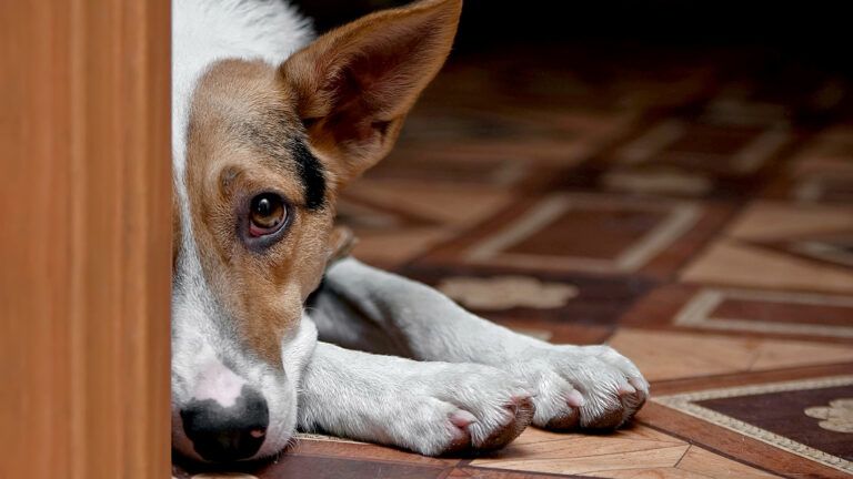 A grieving dog peeks out from behind a door