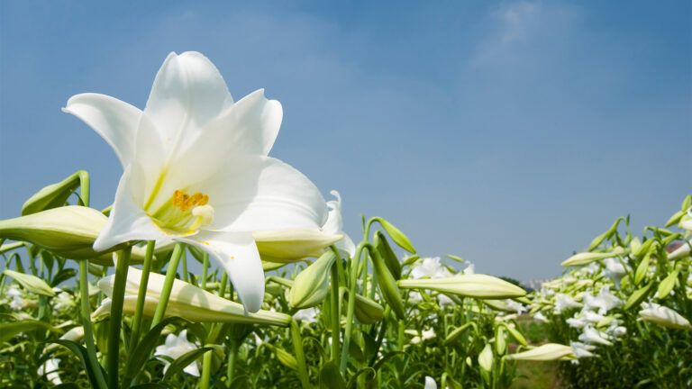 Easter lilies under a bright, blue sky