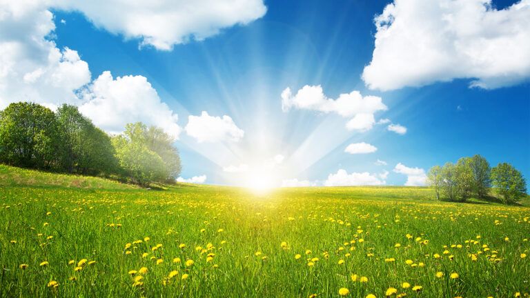 A field of yellow wildflowers in bright sunshine