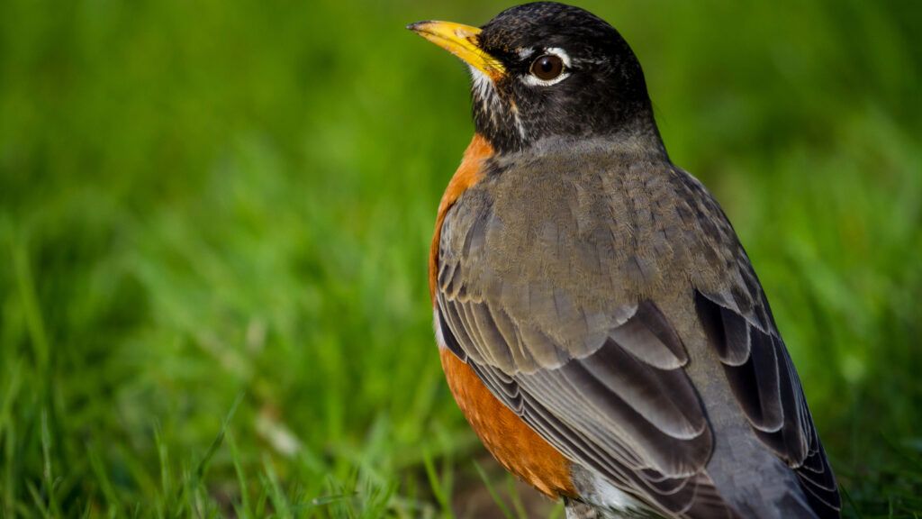 A robin in the grass in a park in Seattle