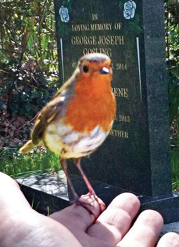 The brazen robin perches on Marie Robinson's finger