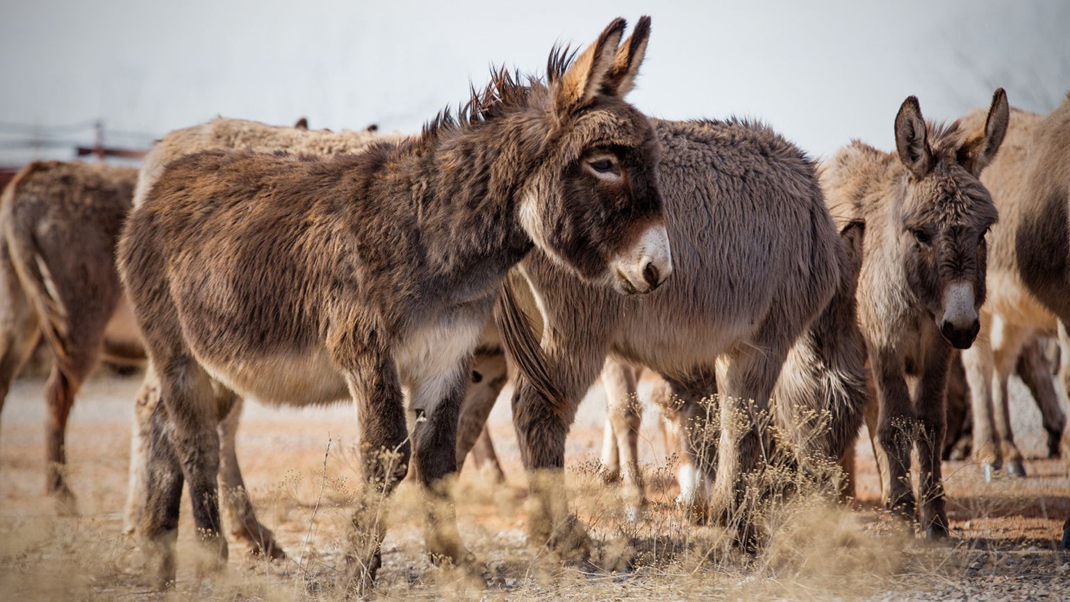 The herd of miniature-sized Sicilian donkeys with cross-shaped markings on their backs guard the cattle.