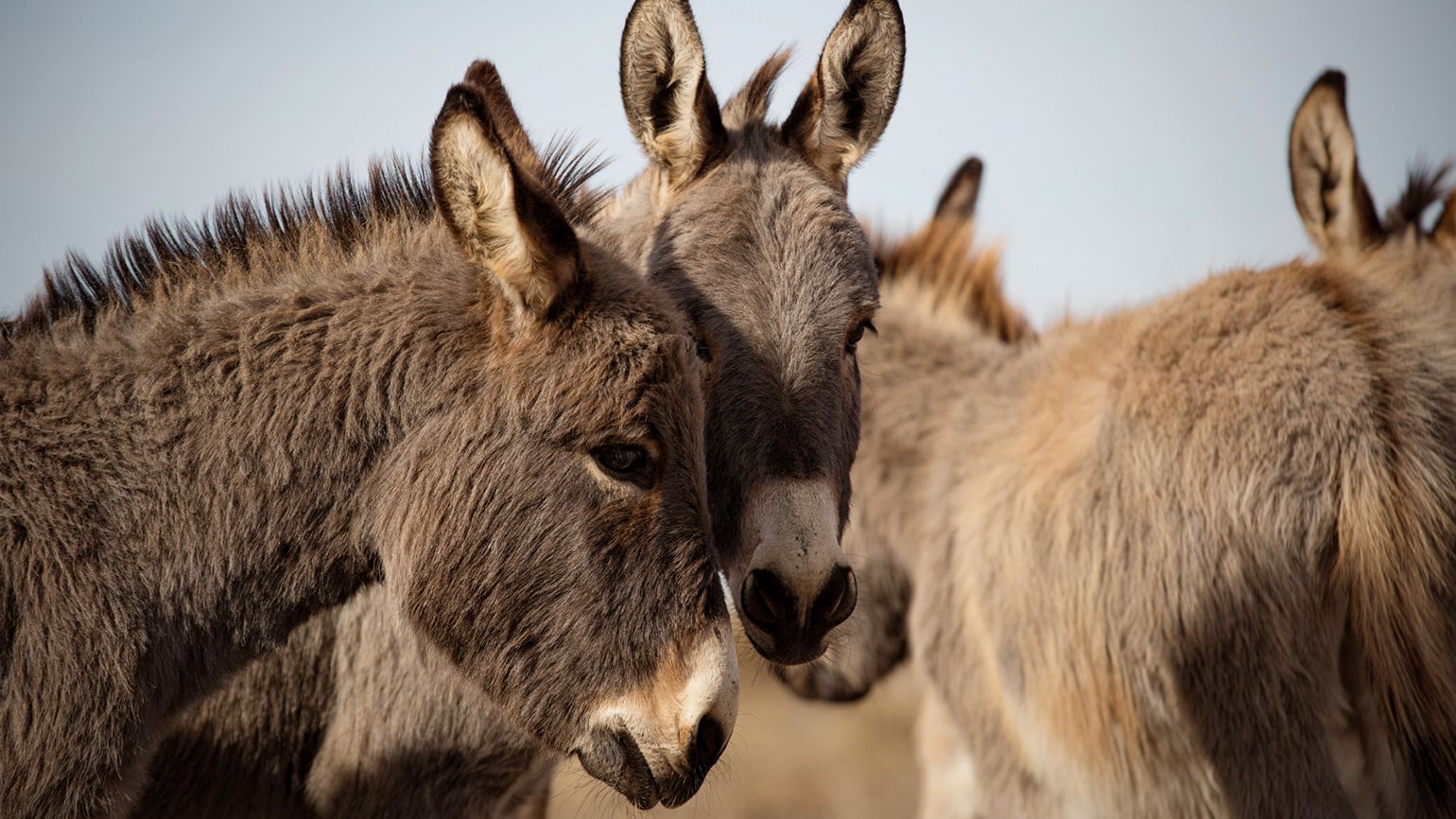 Caroyn and Alan's Sicilian donkeys