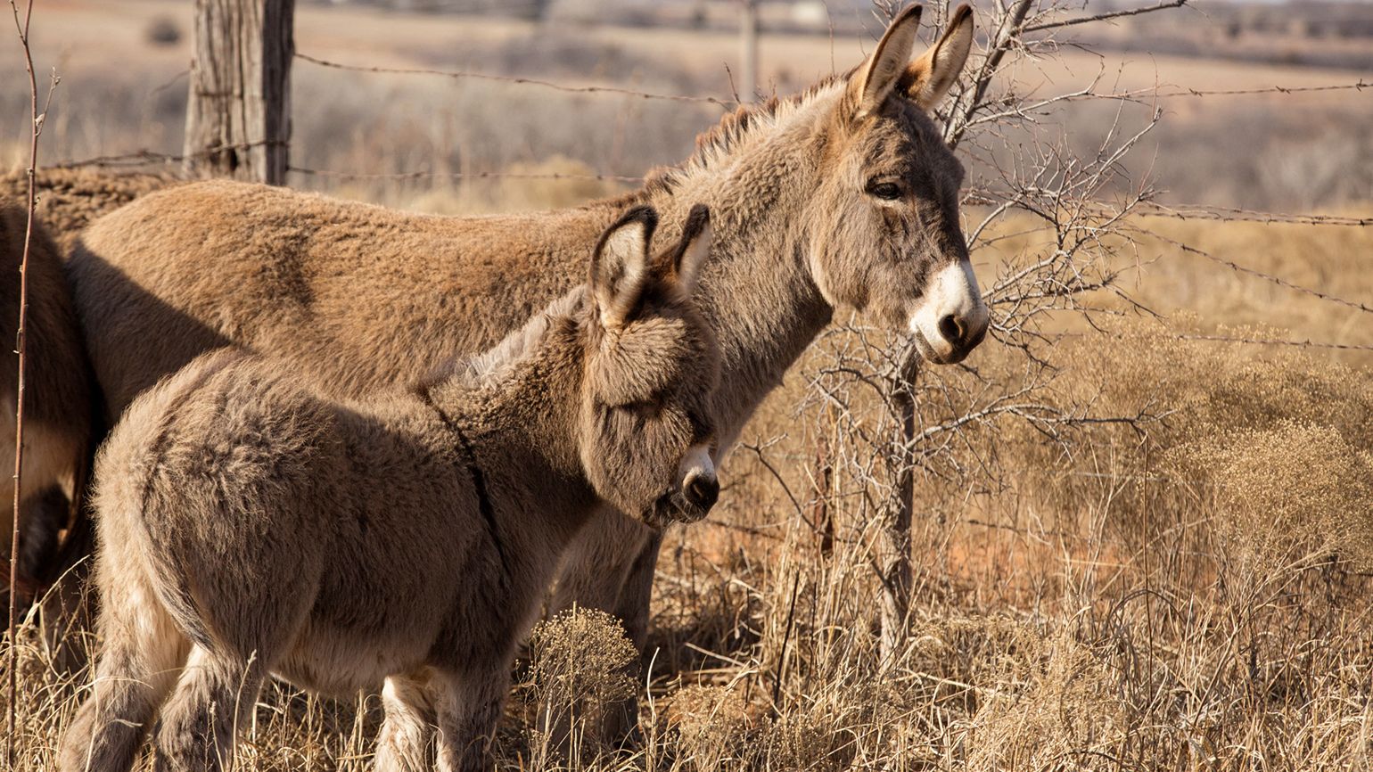 Sissy did survive that traumatic labor and birthed a healthy foal the following spring.