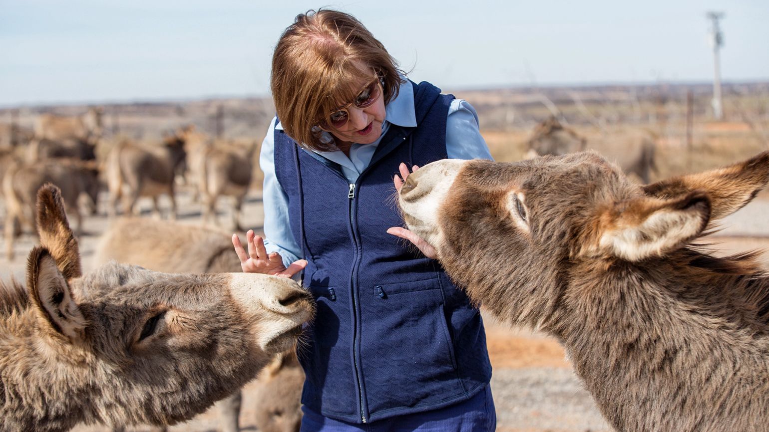 Carolyn tends to her donkeys