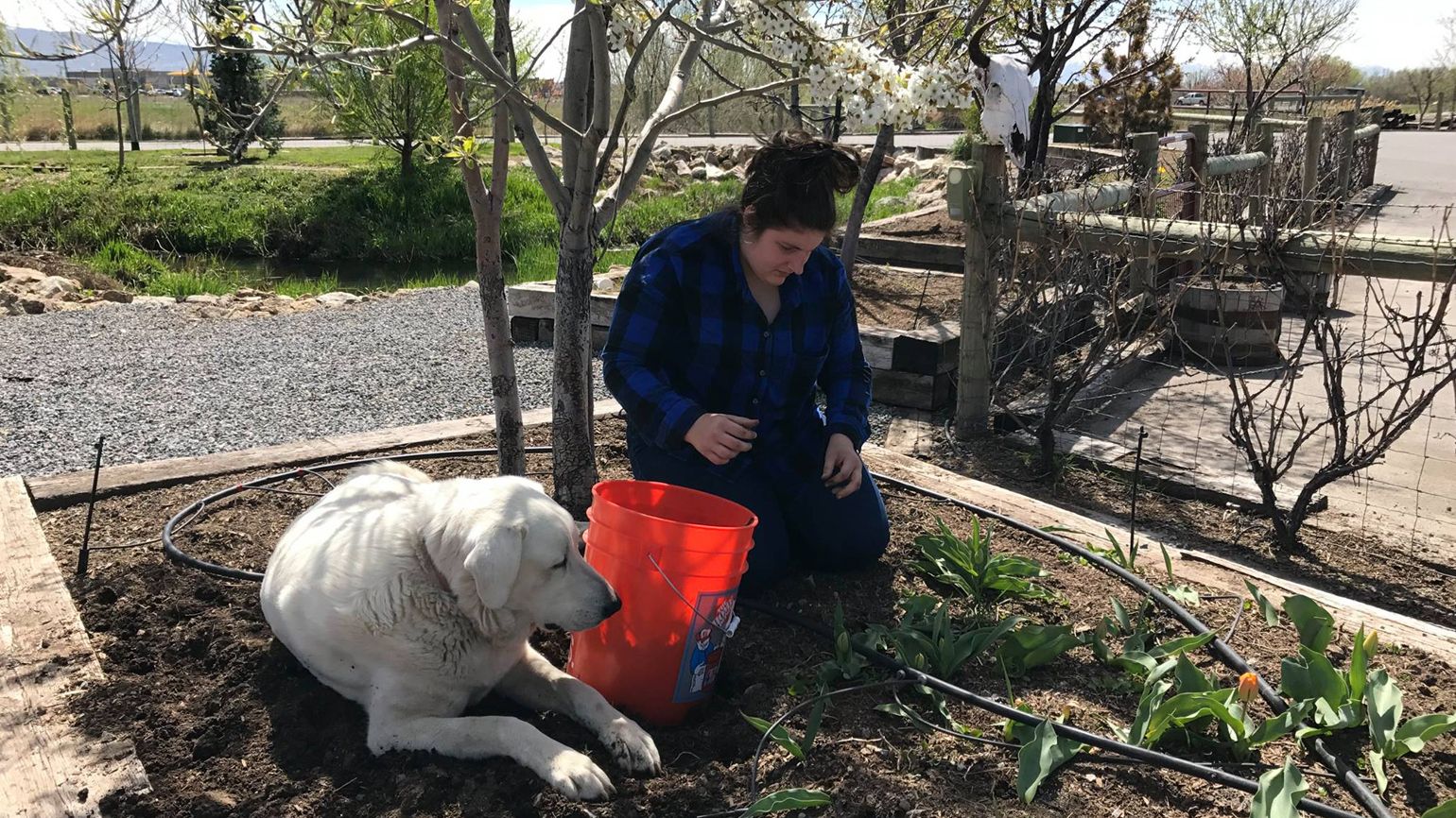 Lindsey working on Red Barn Farms with a Labrador.