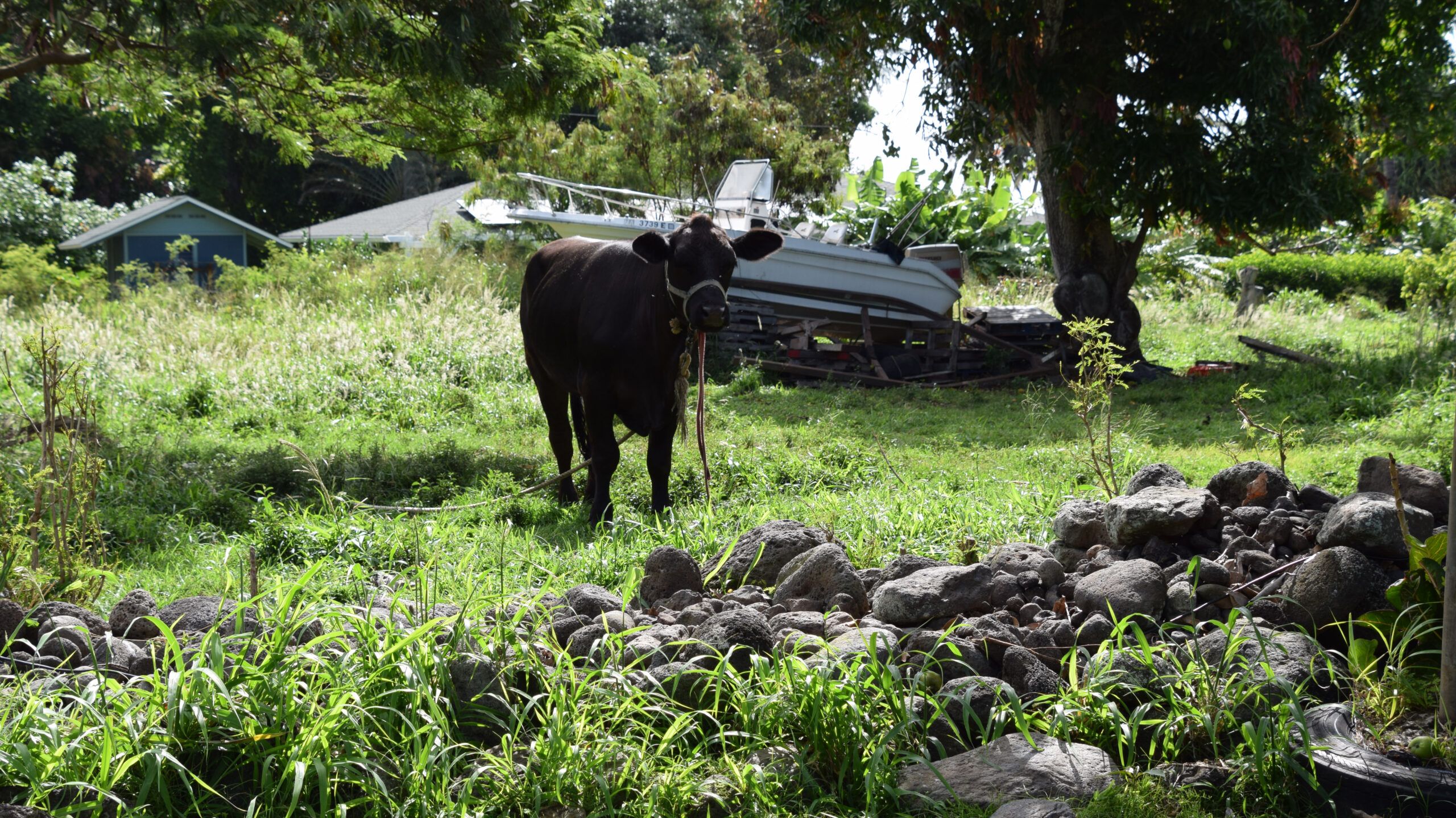 Paele the cow, photo credit: Brooke Obie