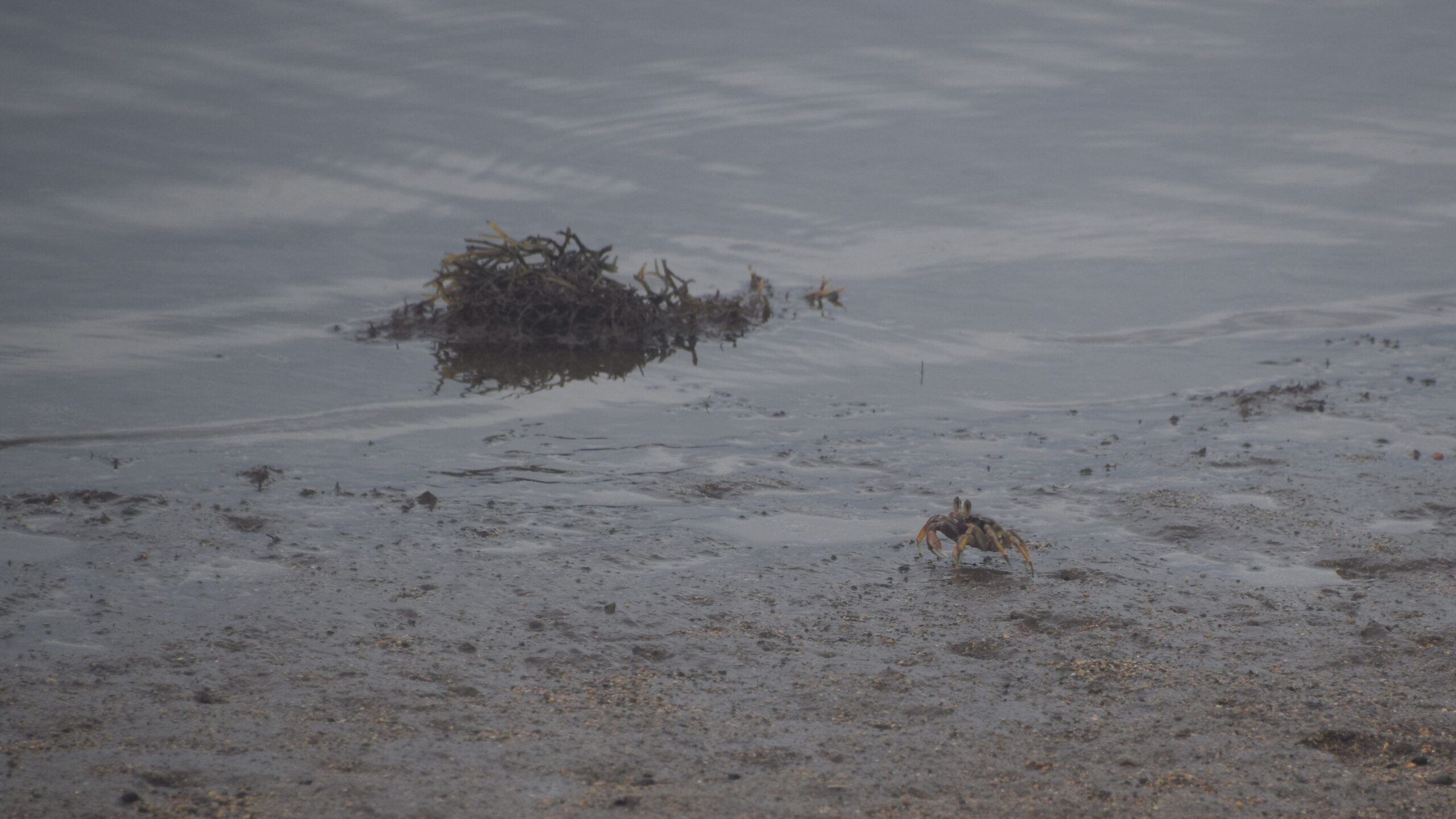 crab on the beach at Molokai Hotel, photo credit: Brooke Obie