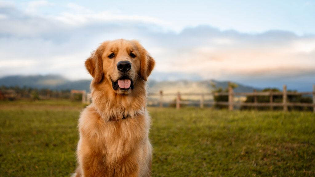 Portrait of a golden retriever sitting down in a beautiful farm