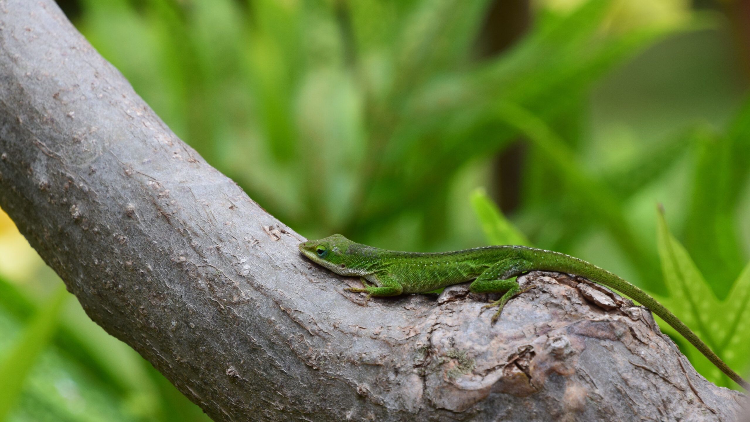 Gold dust day gecko, photo credit: Brooke Obie