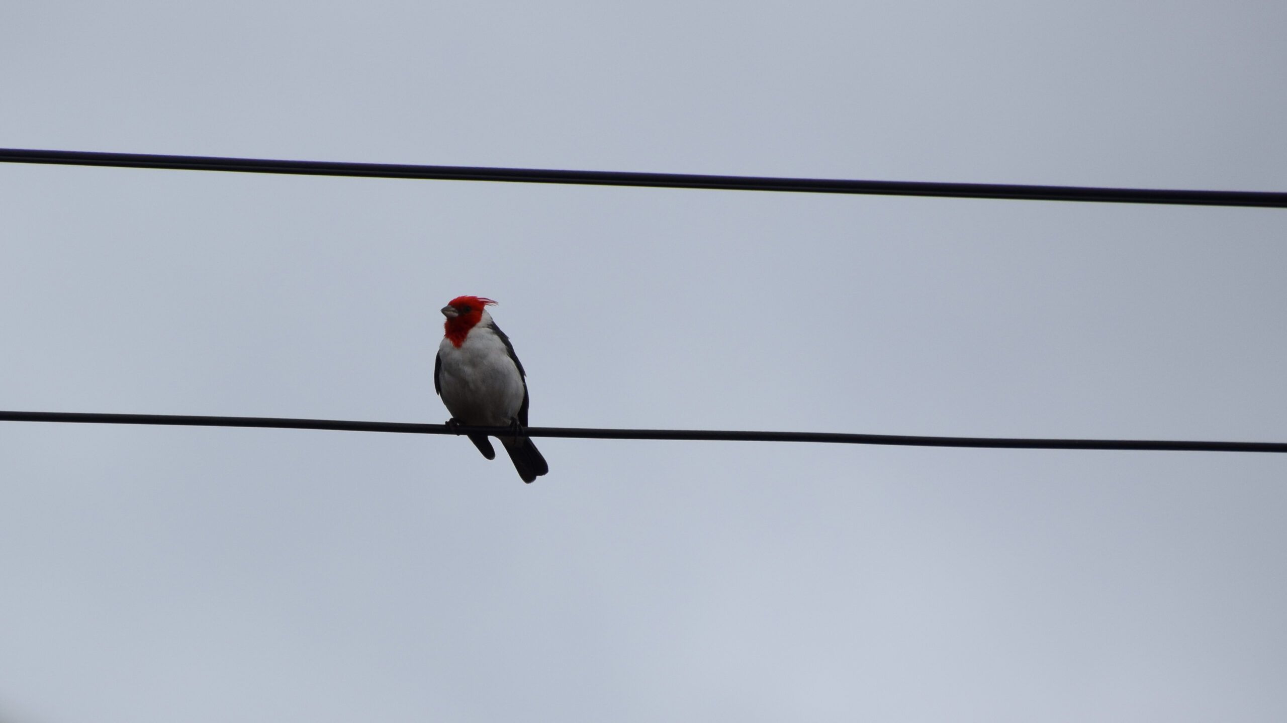 red_head_bird