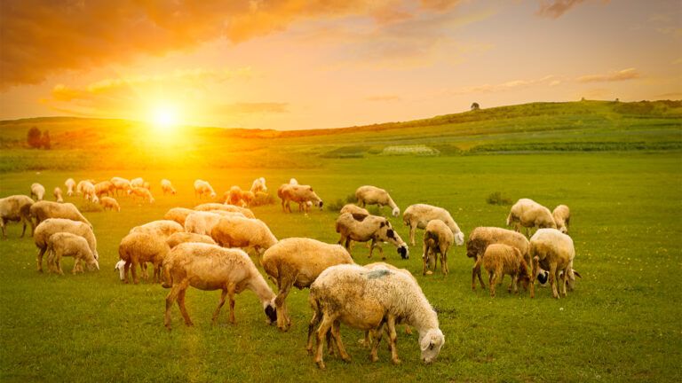 A herd of sheep in a sun-drenched field