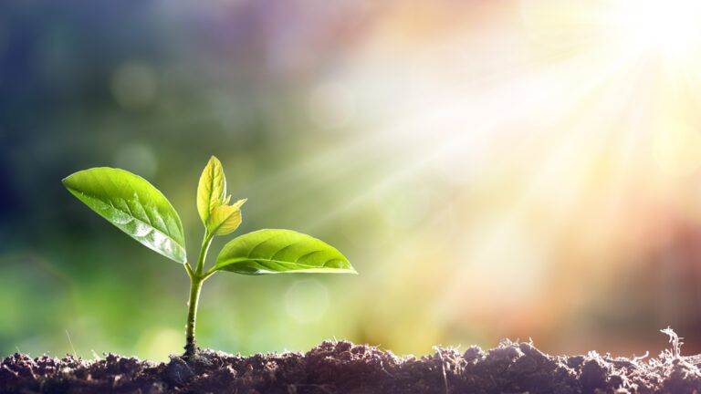 A small plant sprouts in the sunlight