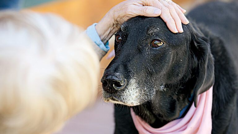 The Inmate Service Dog Trainer