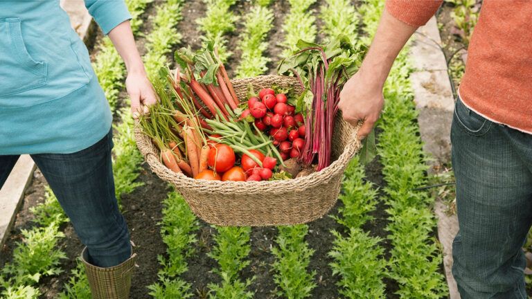 A woman and a man harvest vegetables from their garden