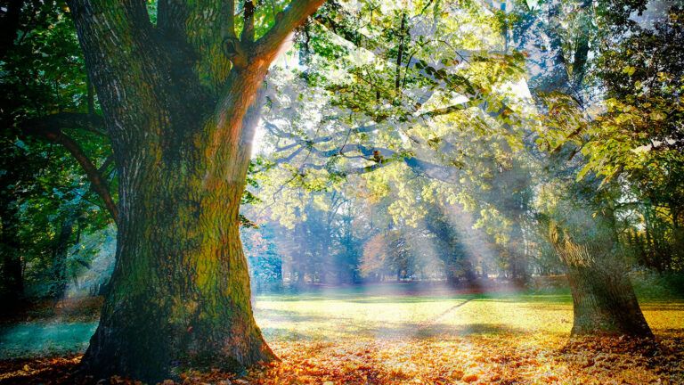 Sunbeams stream through the trees of a forest