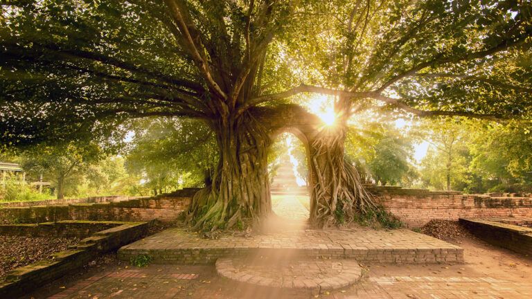 A pair of trees grown together