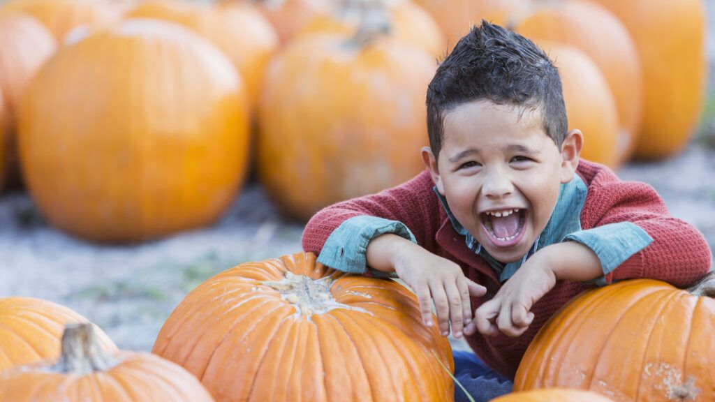 Pumpkin patch in the fall