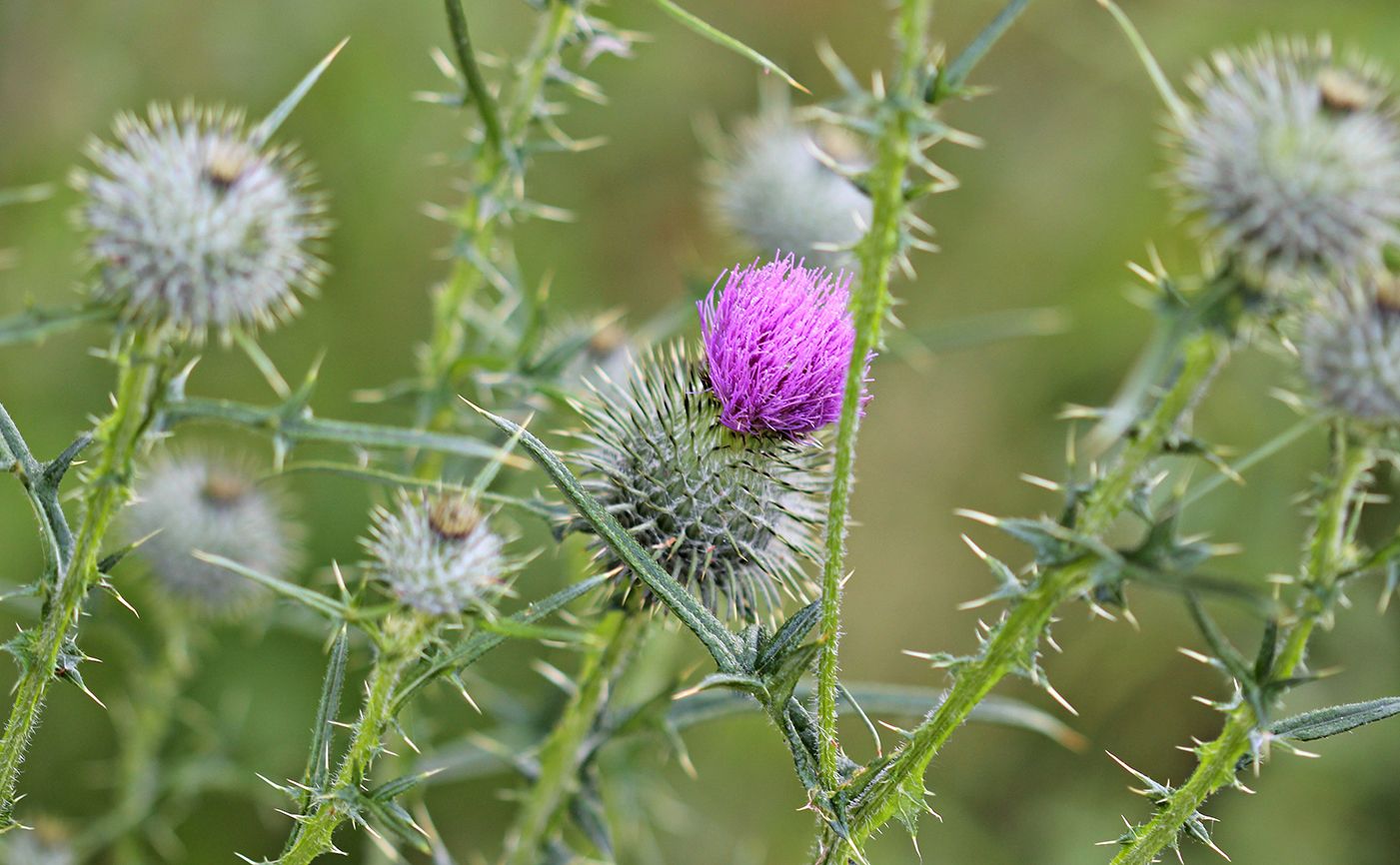 Thistle