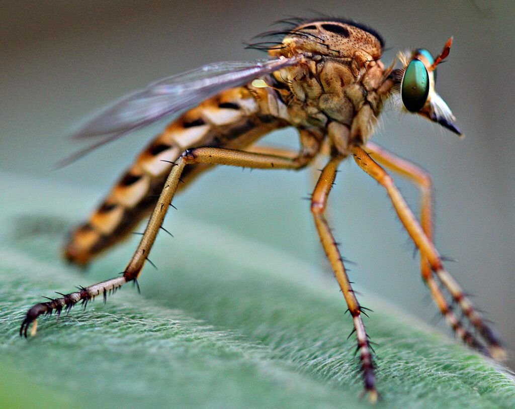 Robberfly