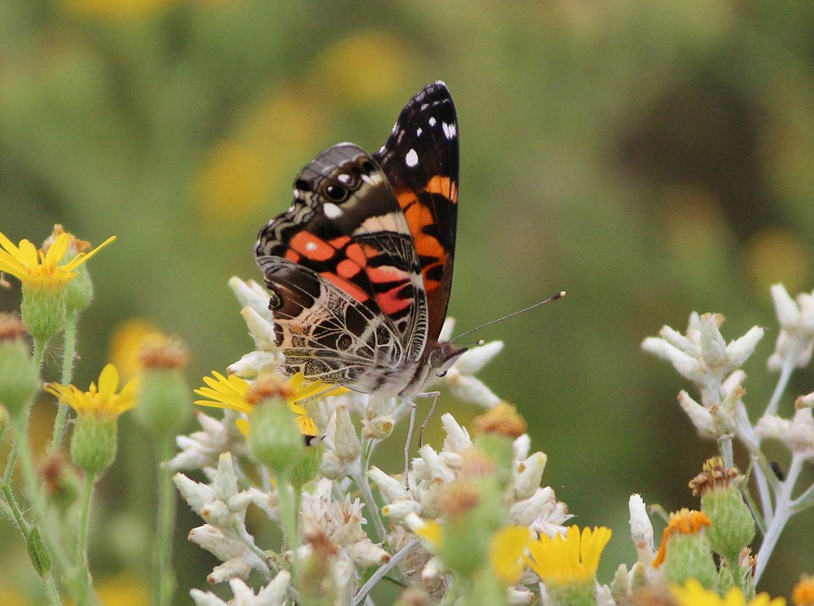 Painted Lady Butterfly