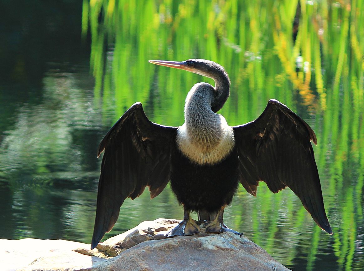 Anhinga