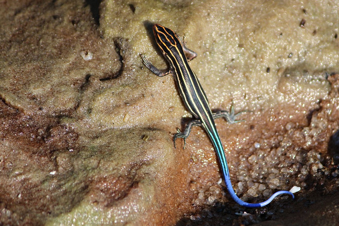 Five-lined Skink