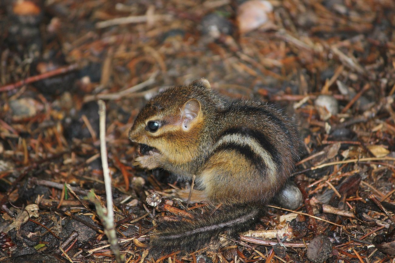 Chipmunk