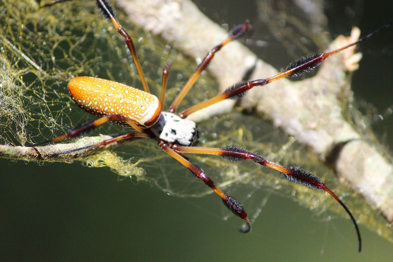 Golden Orb Weaver