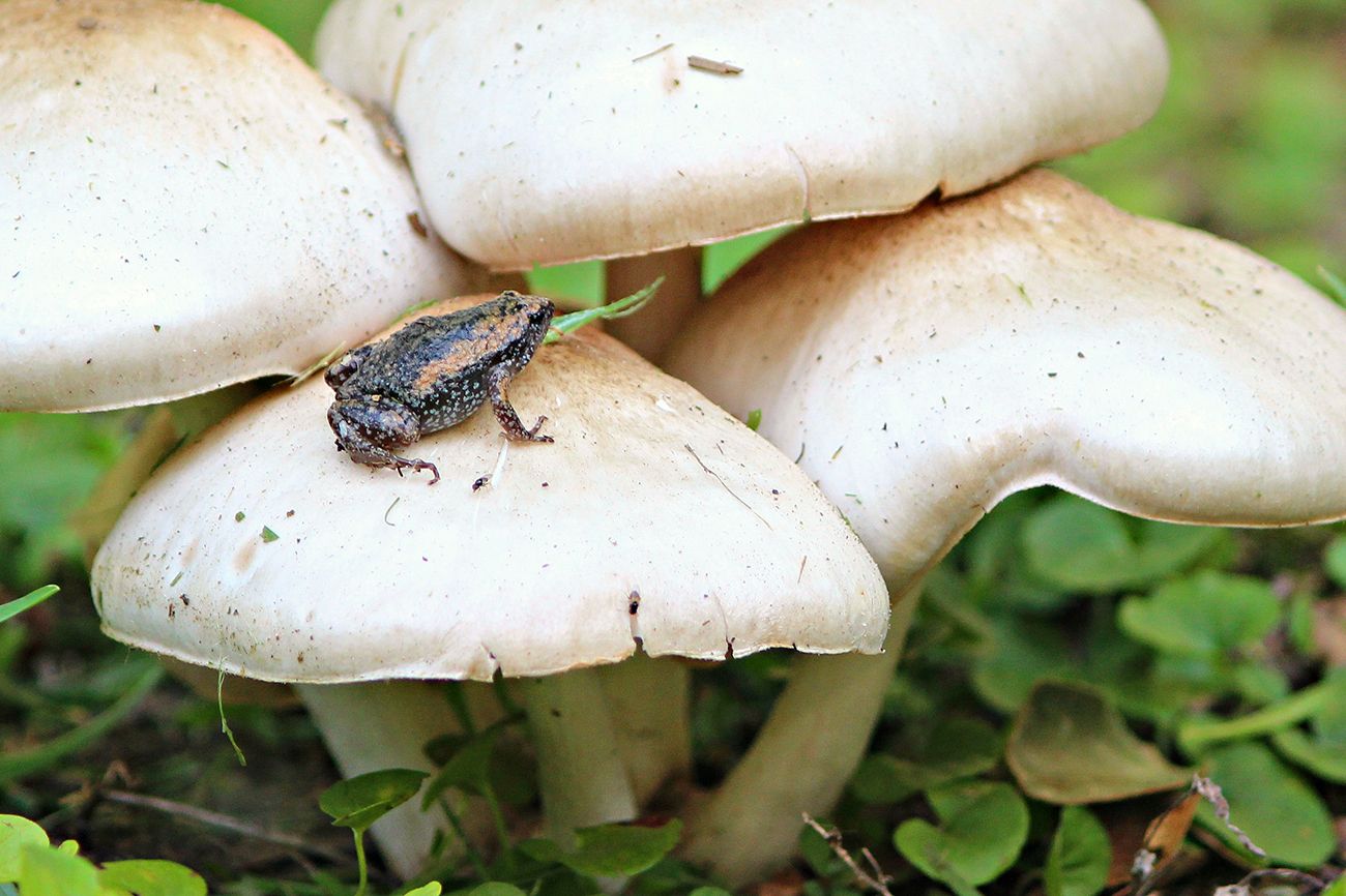 Narrowmouth Toad