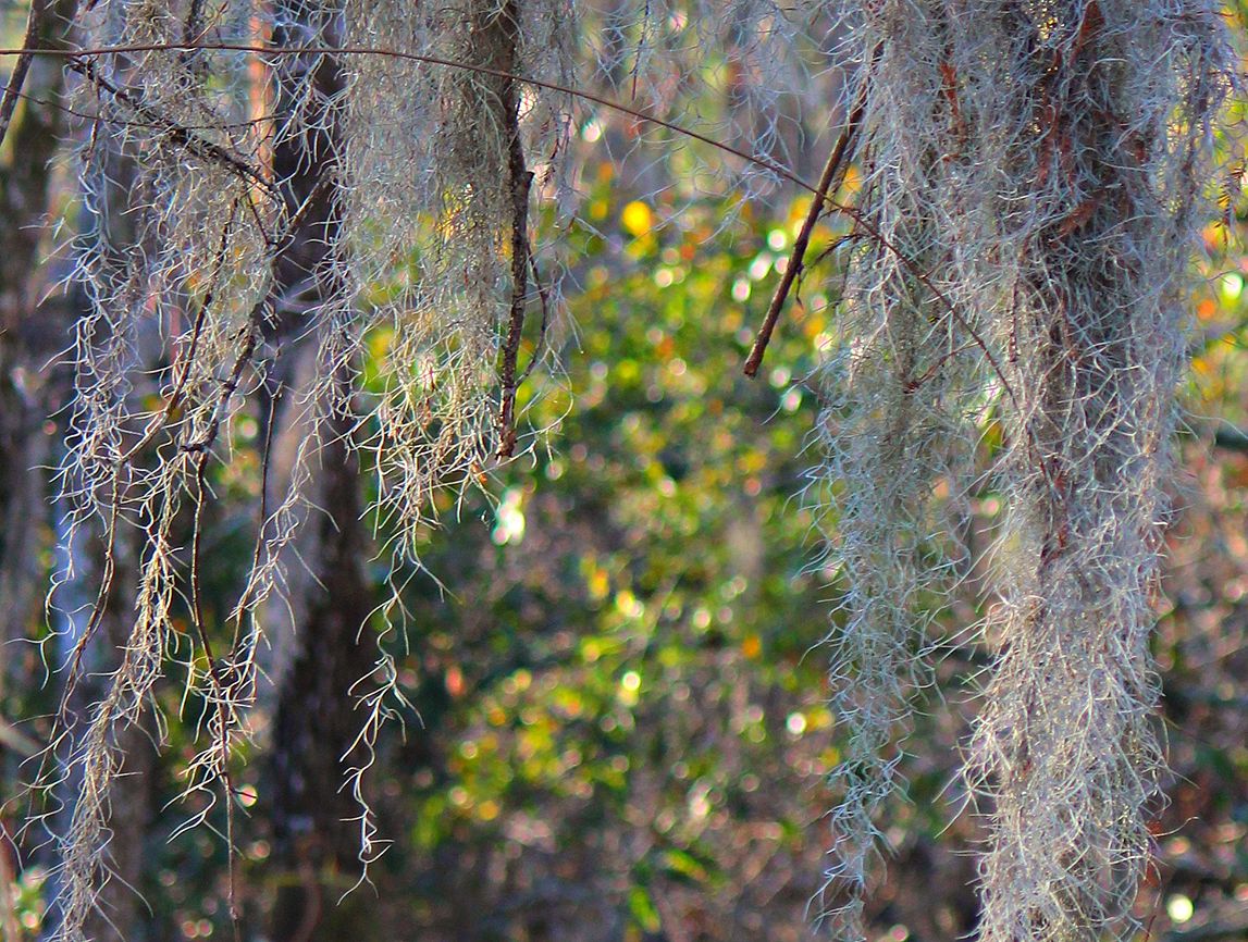 Spanish Moss