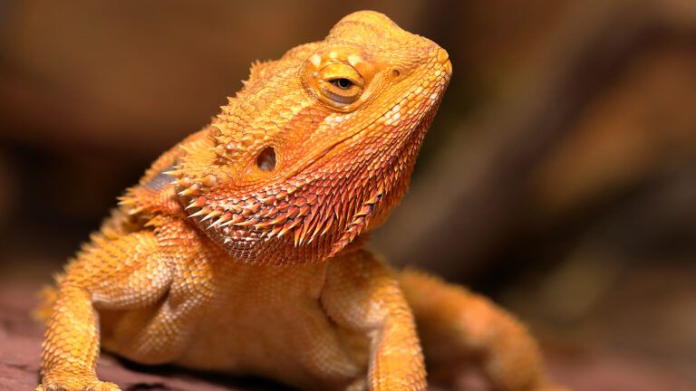 A bearded dragon