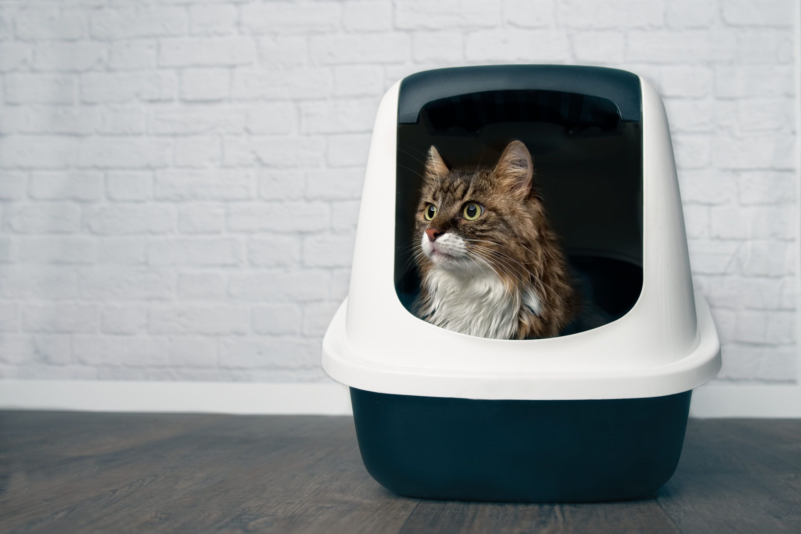 Cat in litter box