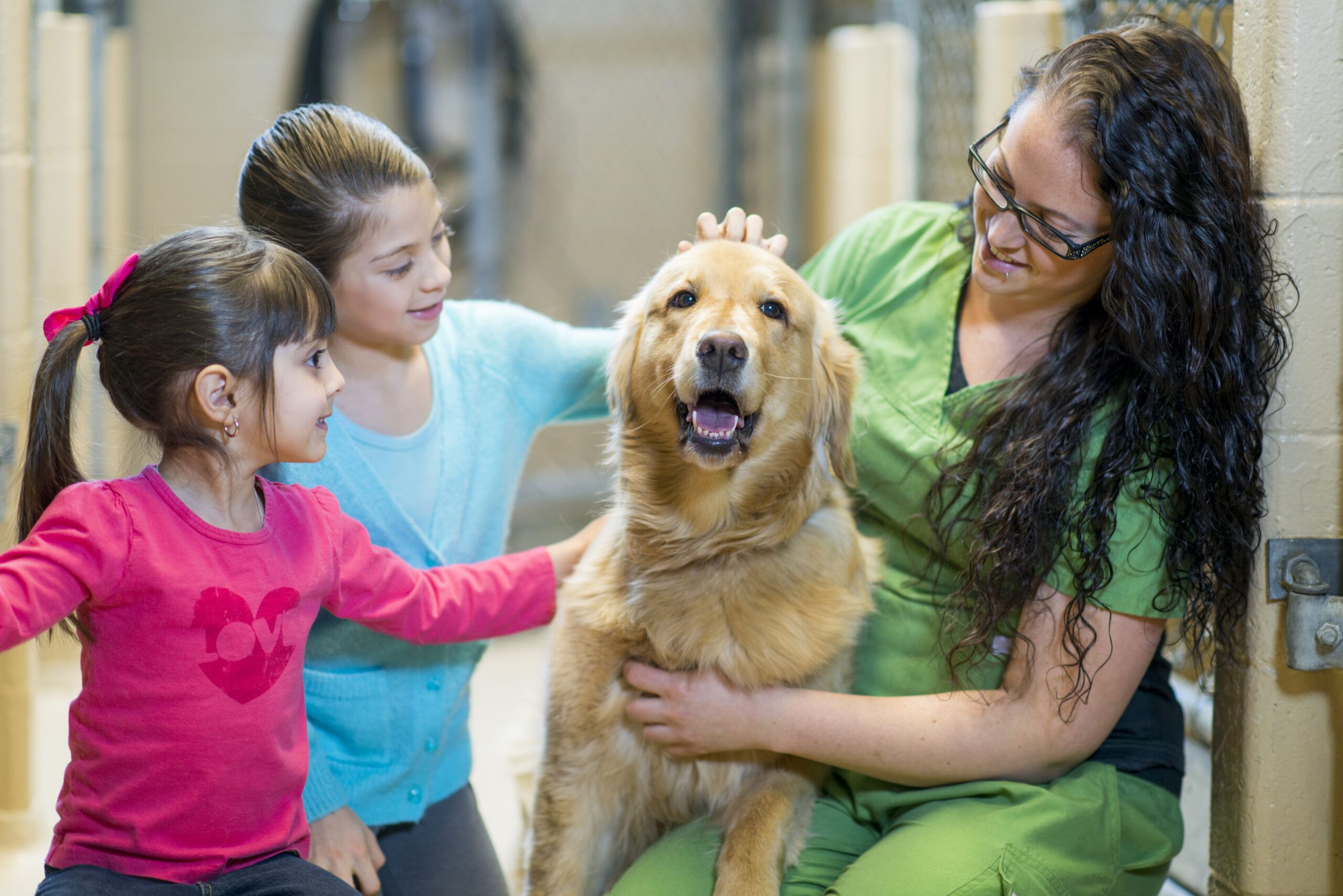 Animal shelter volunteer